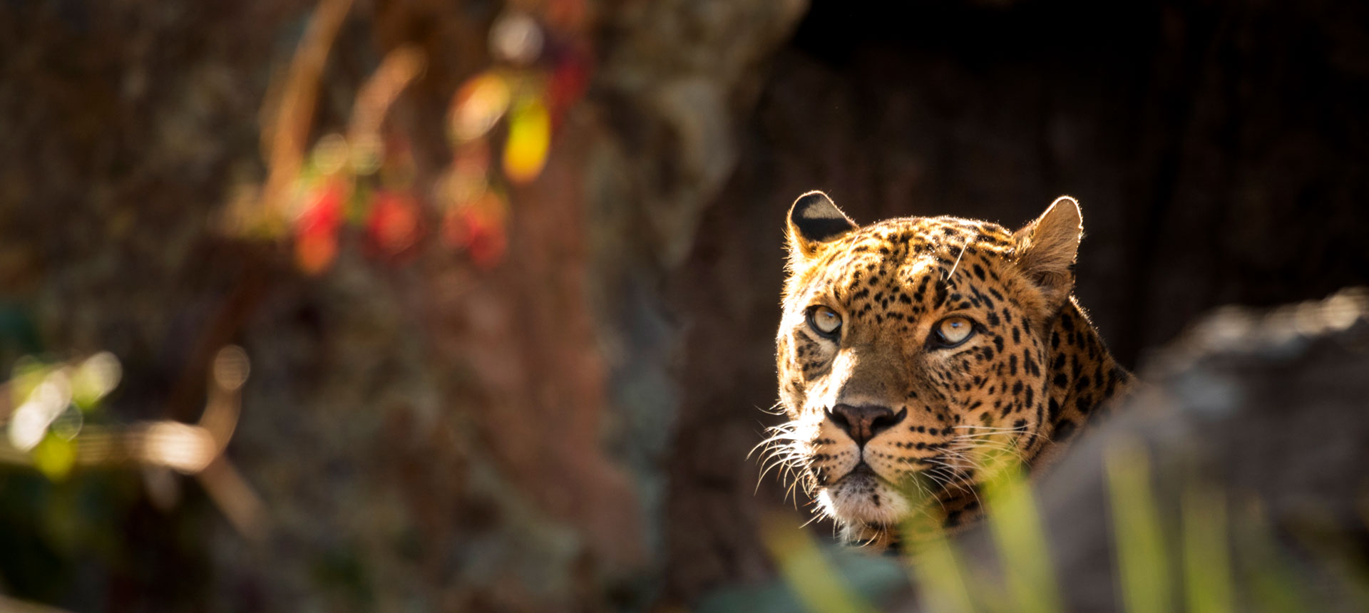 jawai leopard safari wikipedia